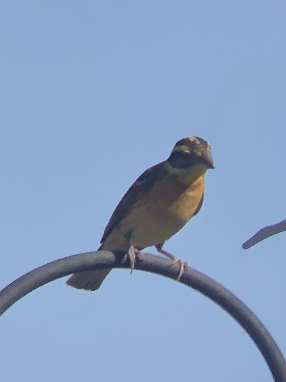 Black-headed Grosbeak - ML619885977