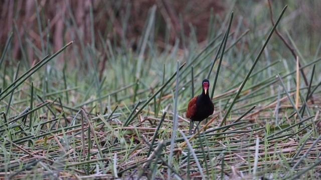 Jacana Suramericana - ML619885978