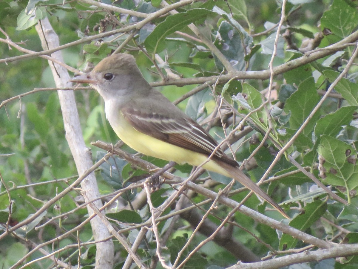 Great Crested Flycatcher - ML619885980