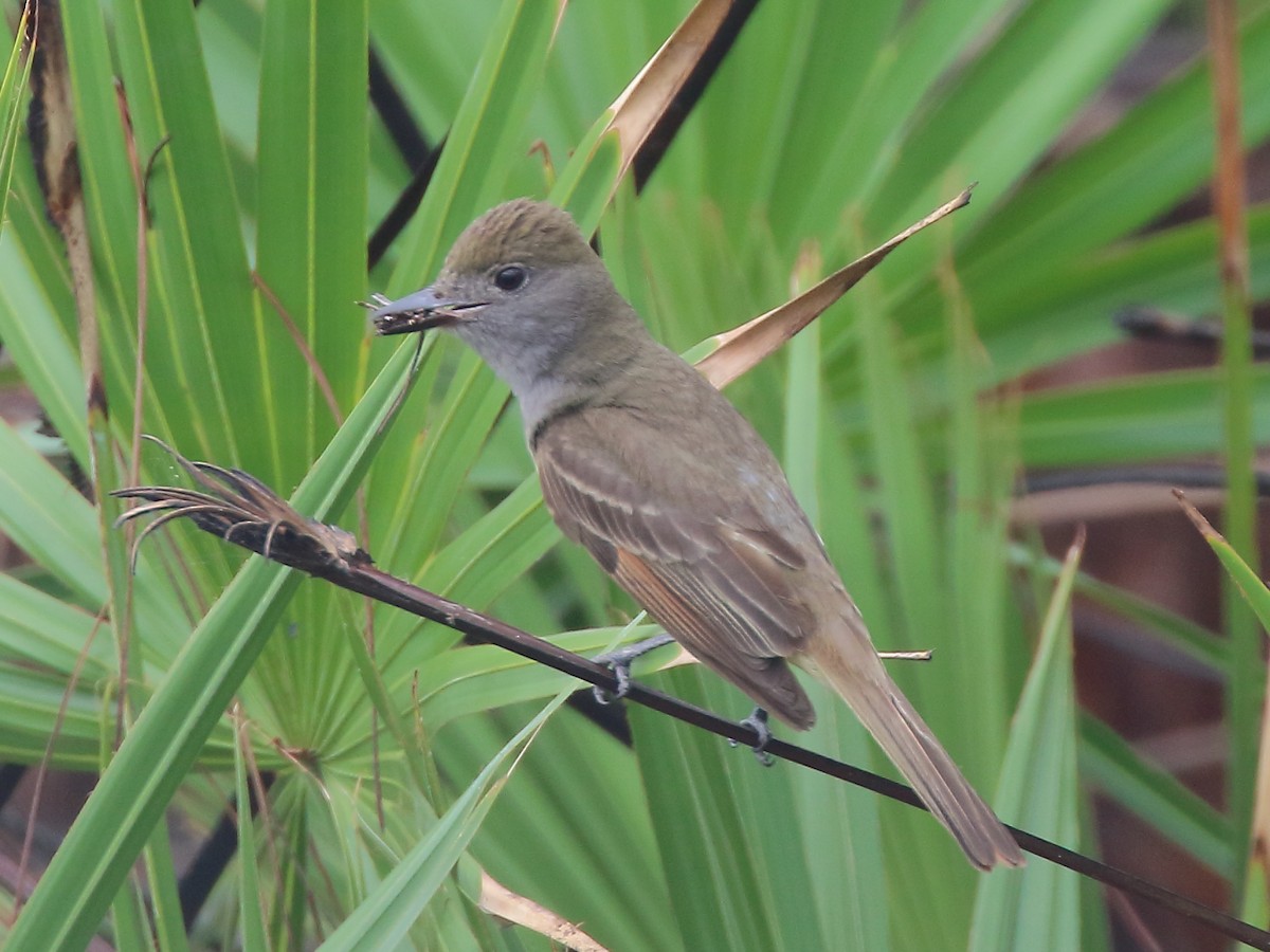 Great Crested Flycatcher - ML619886032