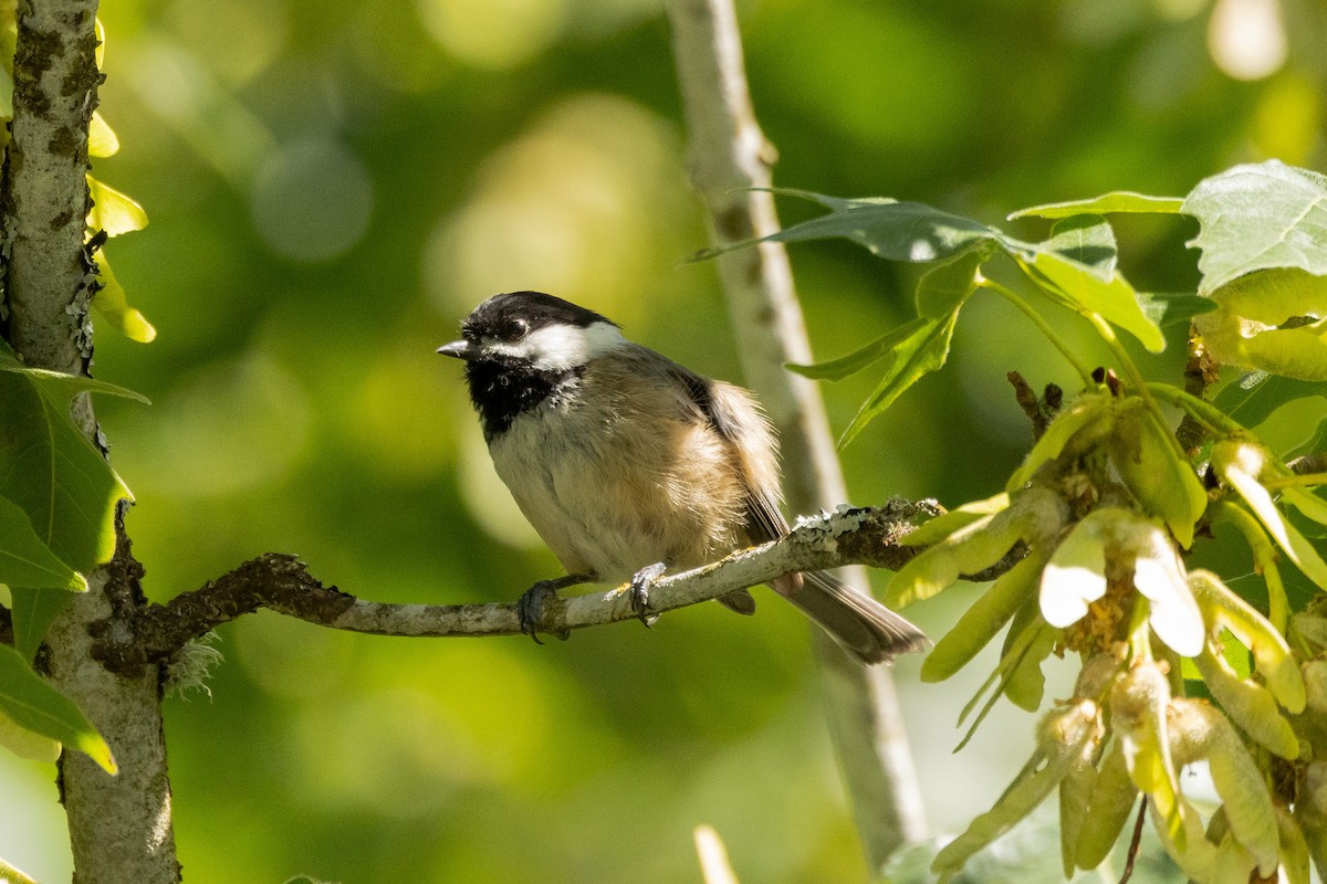 Black-capped Chickadee - ML619886039