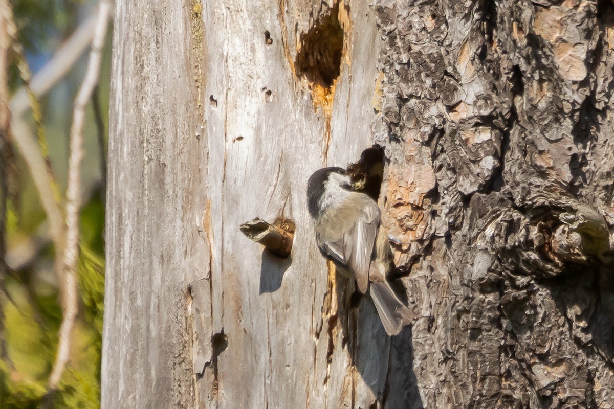 Black-capped Chickadee - ML619886040