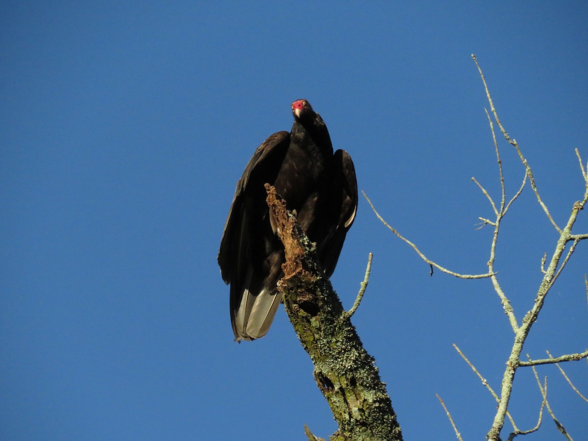 Turkey Vulture - ML619886046