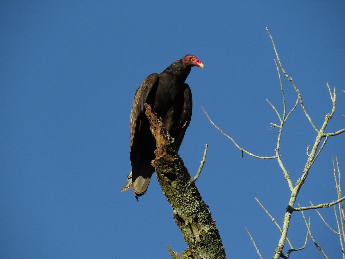 Turkey Vulture - ML619886047