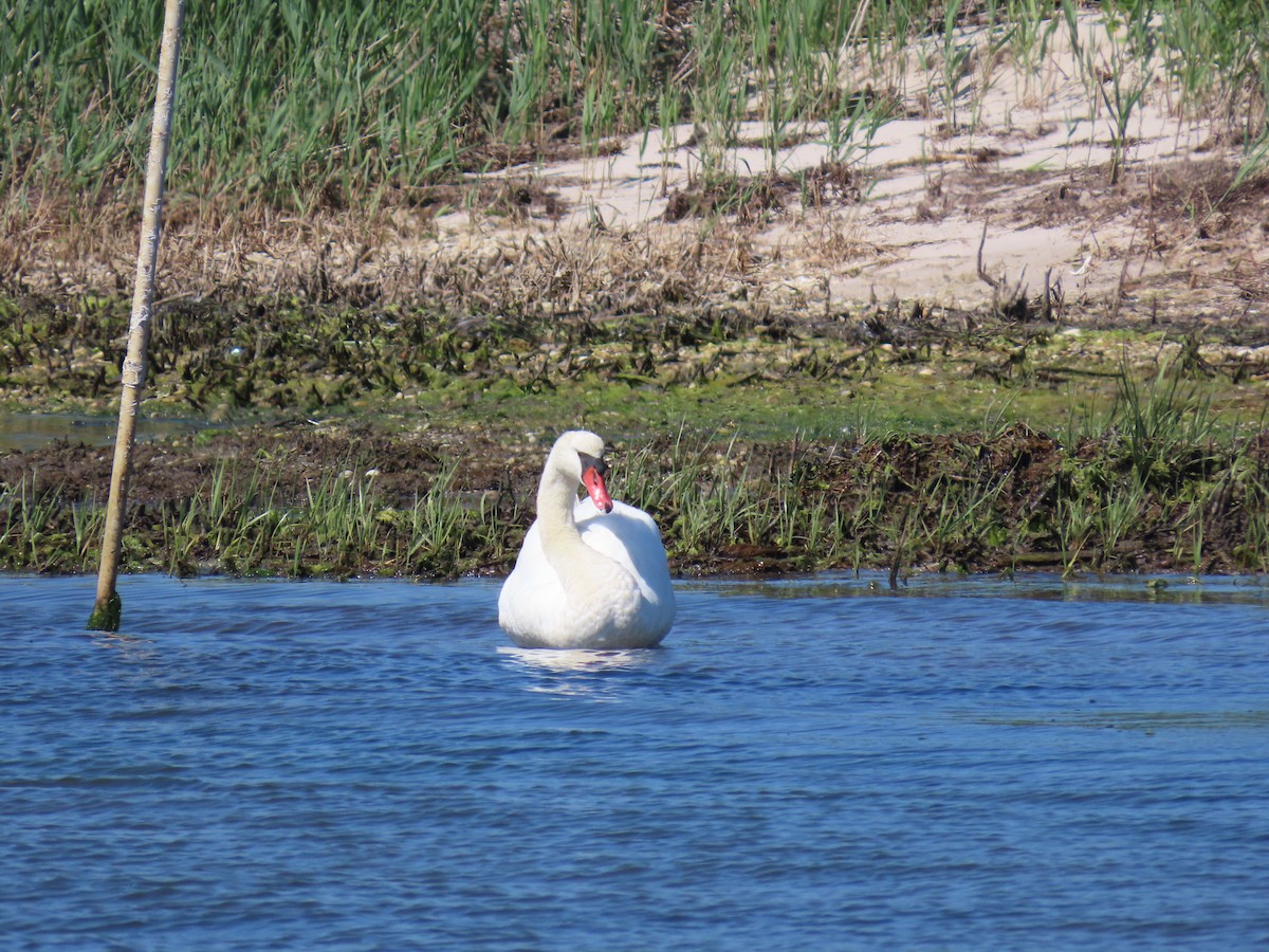 Mute Swan - ML619886059