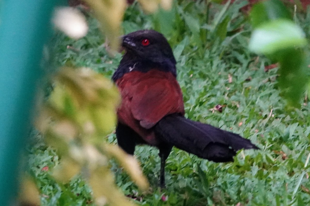Greater Coucal - ML619886087