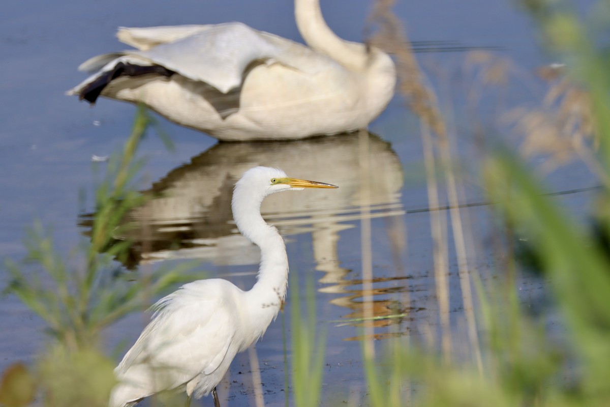 Great Egret - ML619886088