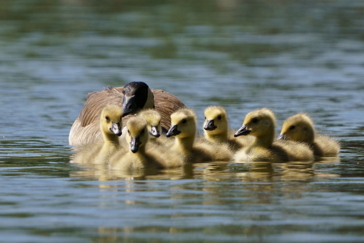 Canada Goose - ML619886092