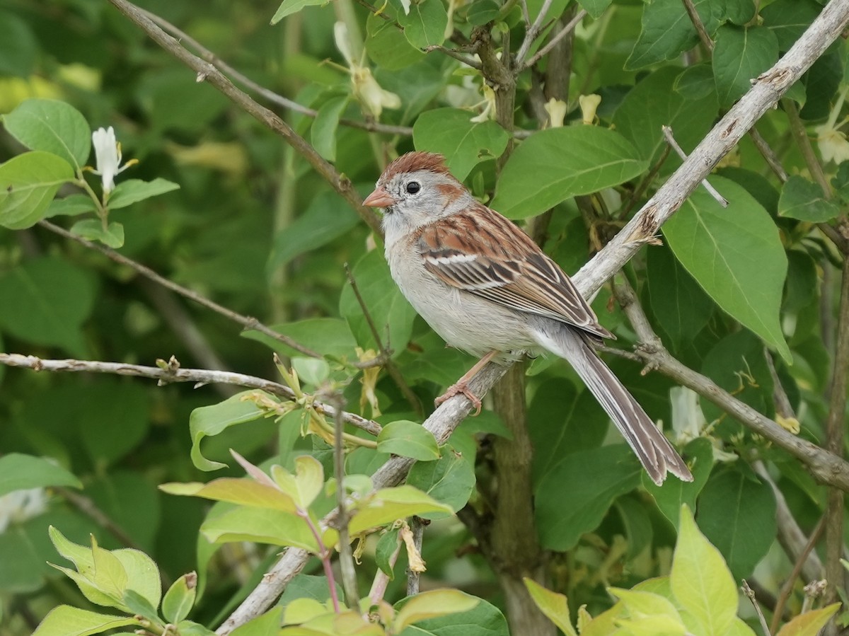 Field Sparrow - ML619886095