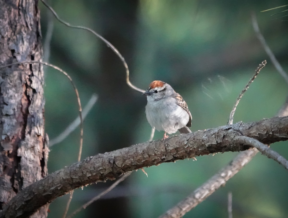 Chipping Sparrow - ML619886112