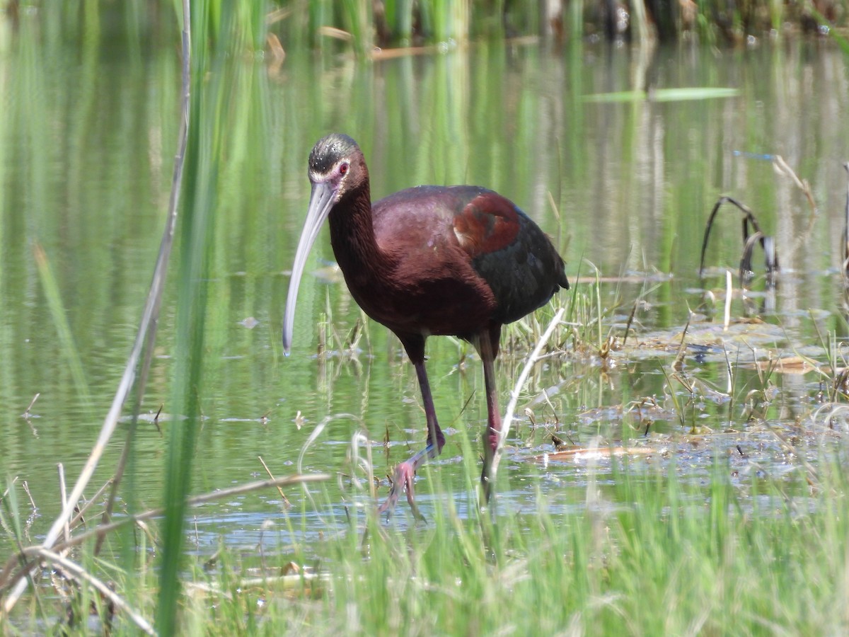 Ibis à face blanche - ML619886113