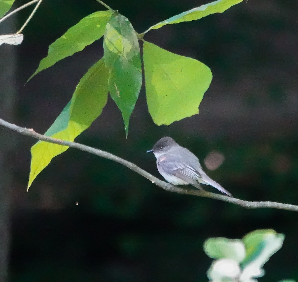 Eastern Phoebe - ML619886129