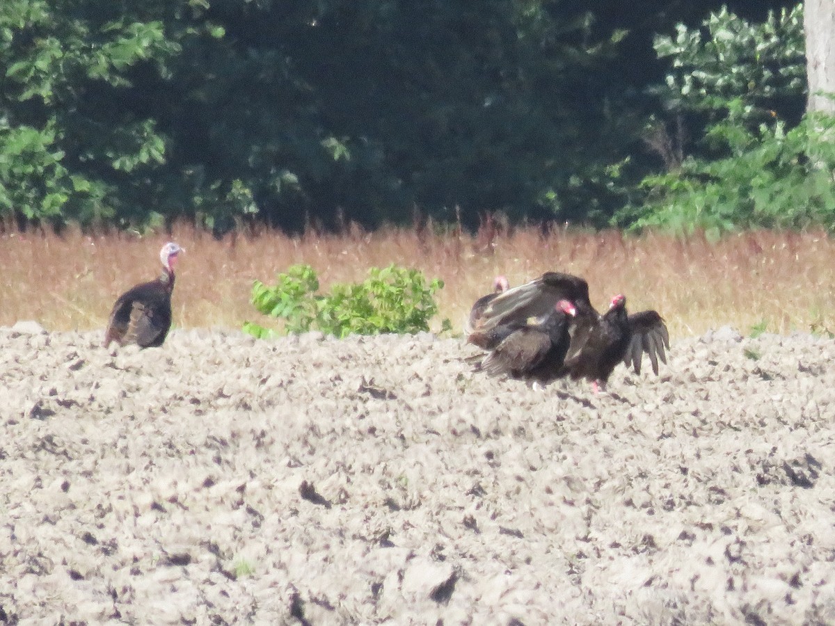 Turkey Vulture - ML619886130