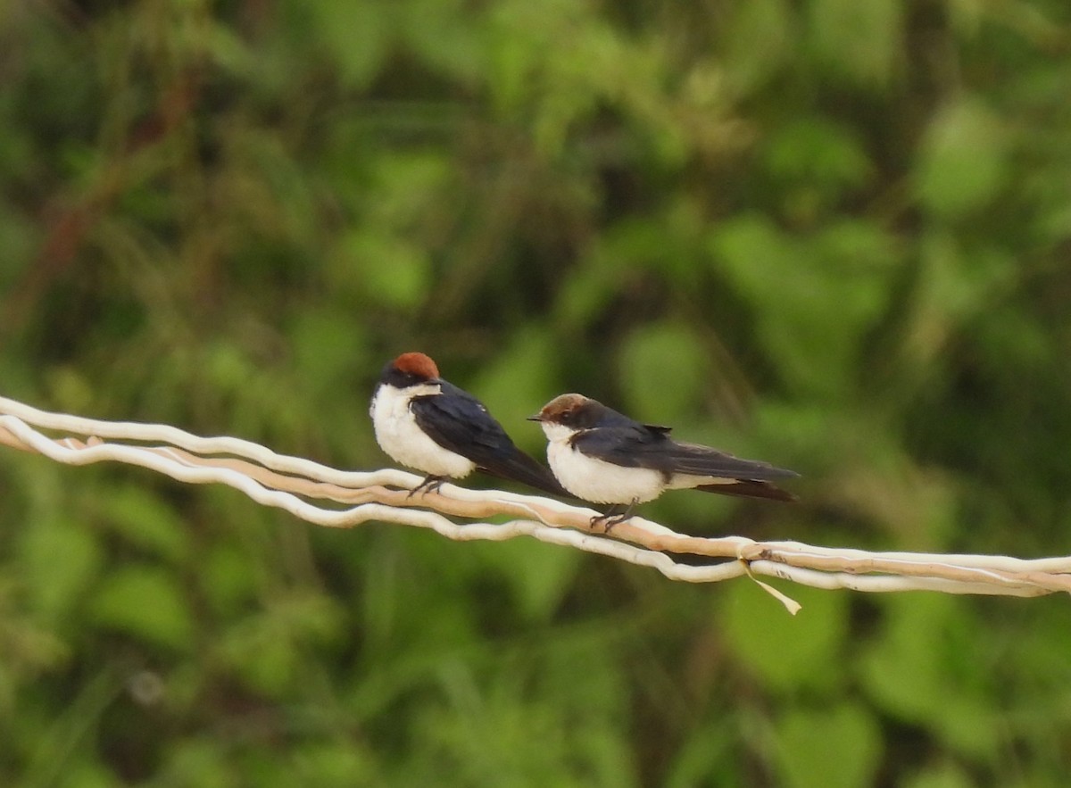 Wire-tailed Swallow - ML619886132