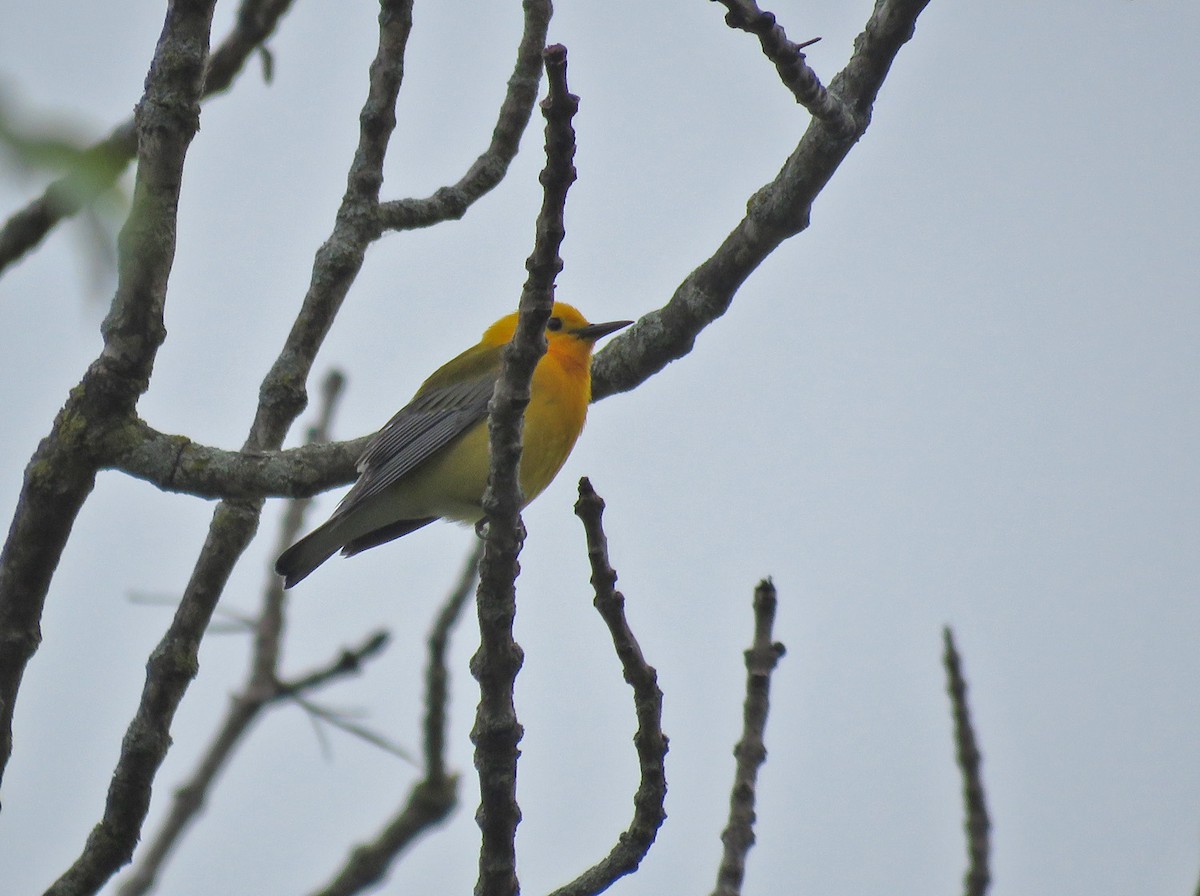 Prothonotary Warbler - ML619886135