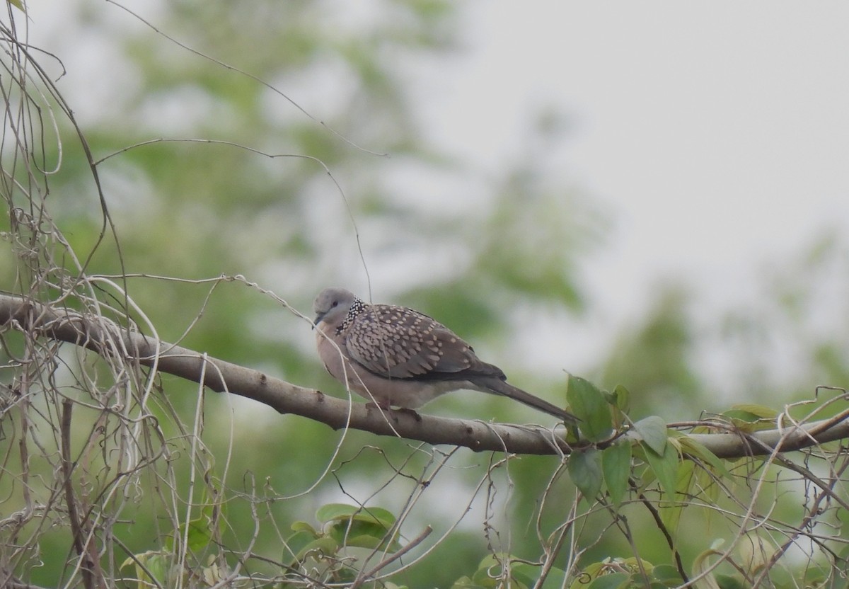 Spotted Dove - ML619886147