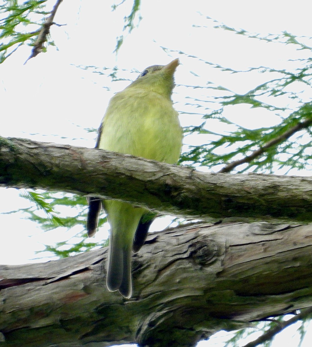 Yellow-bellied Flycatcher - ML619886164