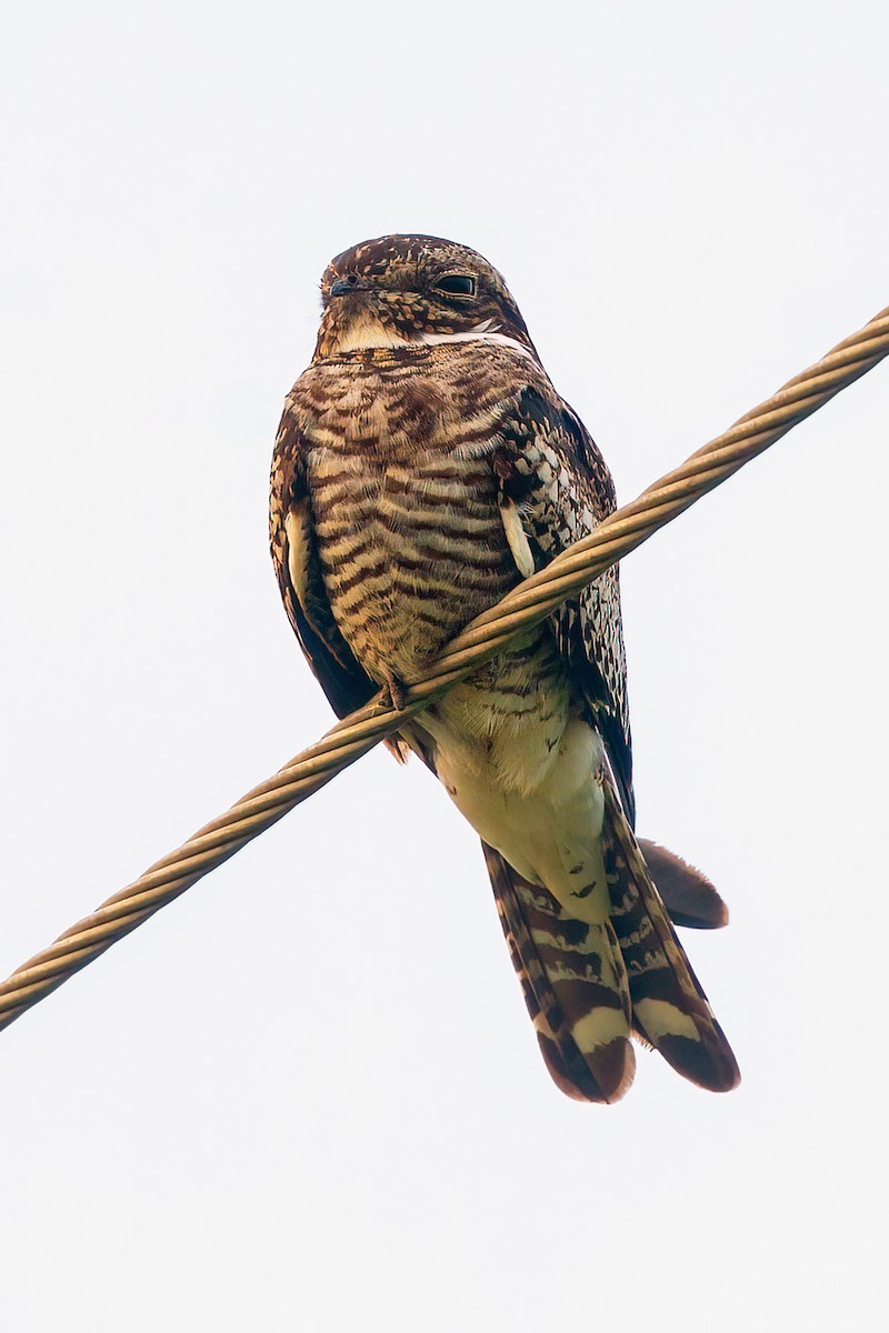 Common Nighthawk - ML619886167