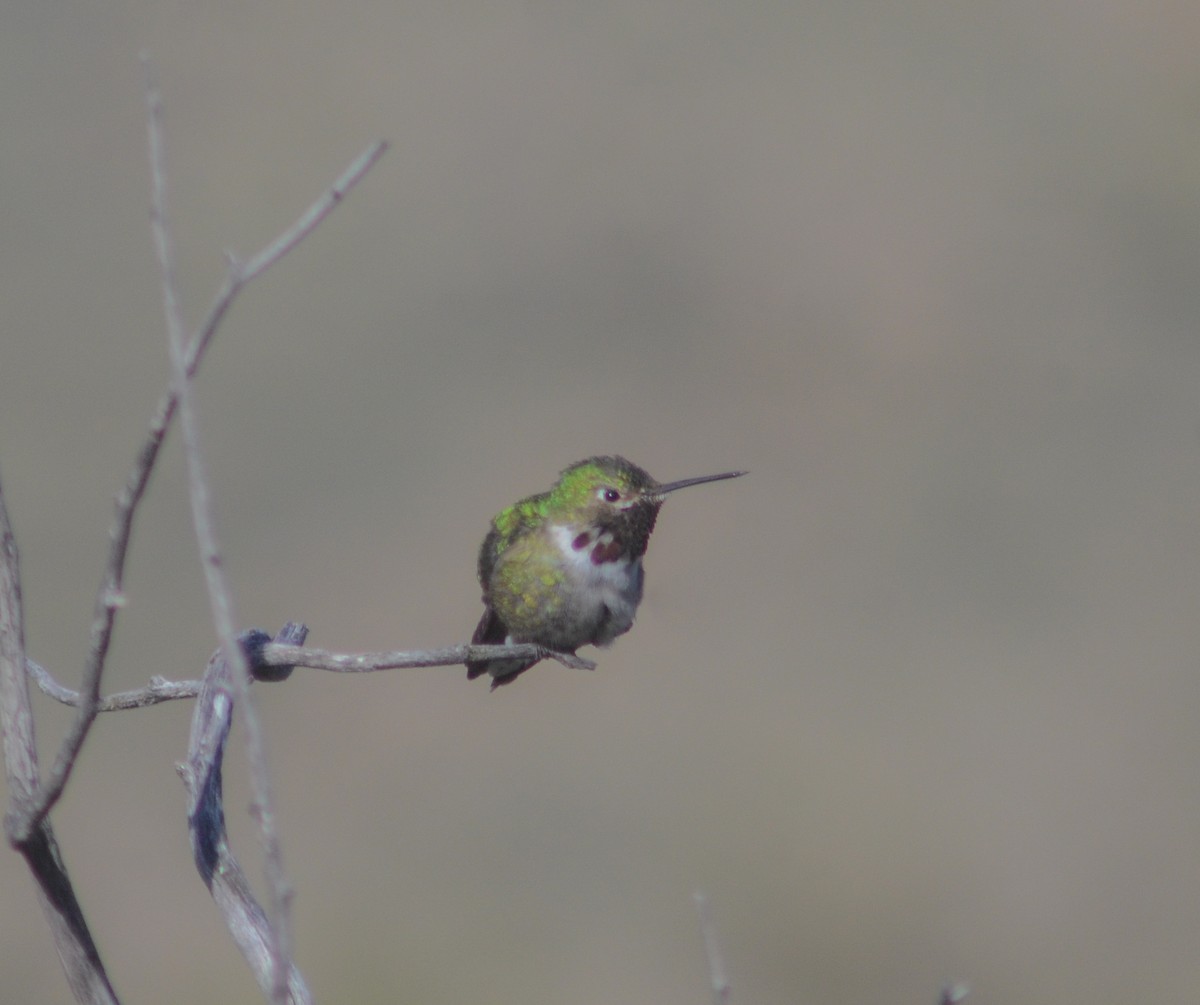Broad-tailed Hummingbird - ML619886171