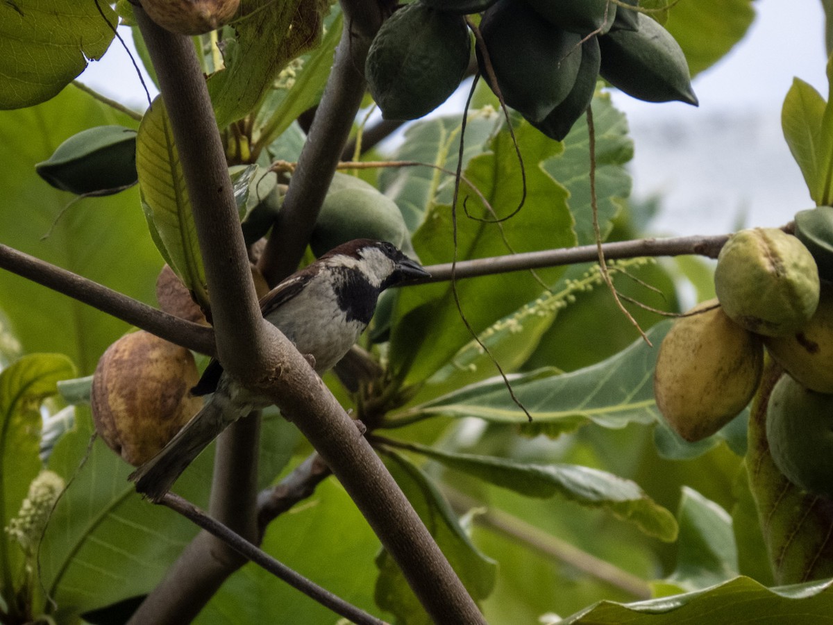 House Sparrow - ML619886172