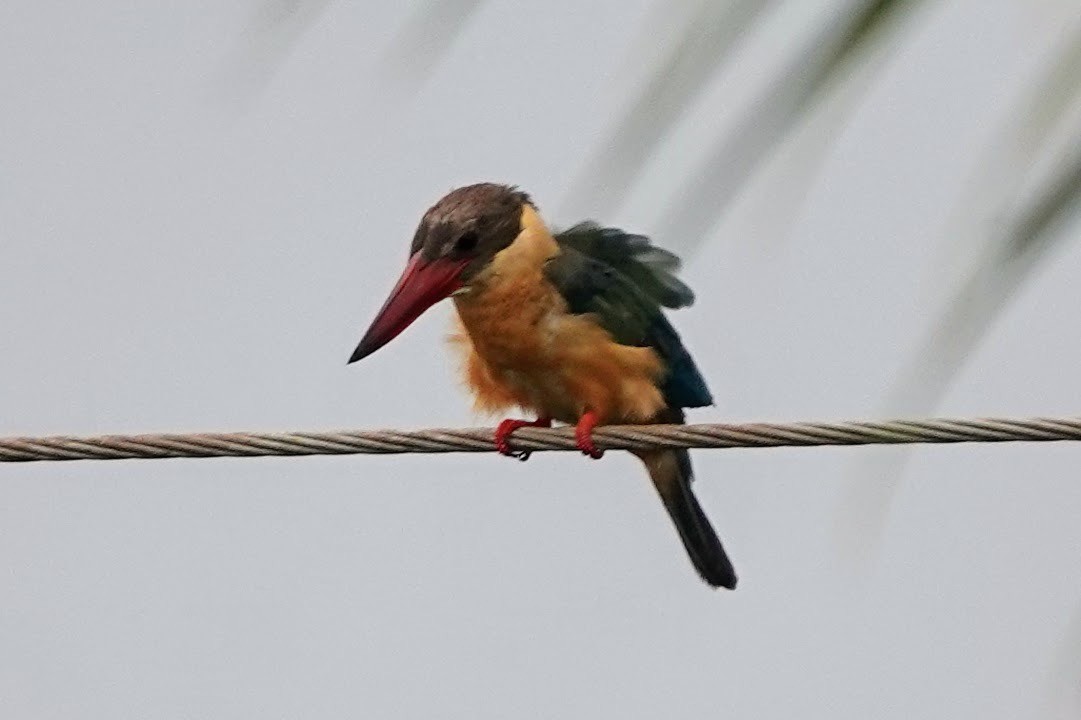 Stork-billed Kingfisher - ML619886187