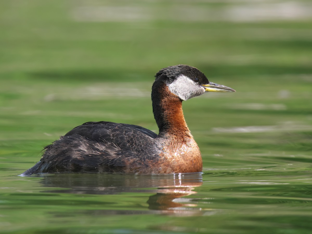 Red-necked Grebe - ML619886230