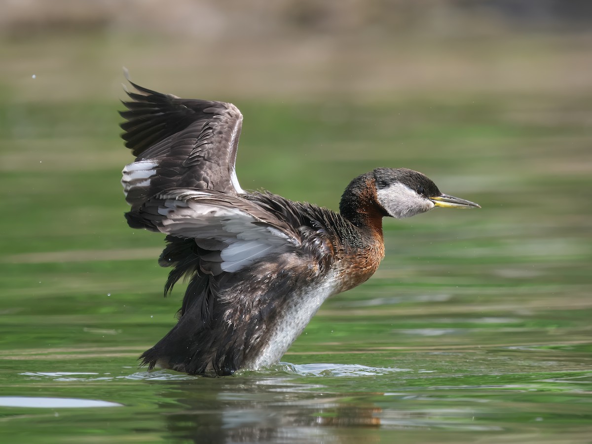Red-necked Grebe - ML619886231