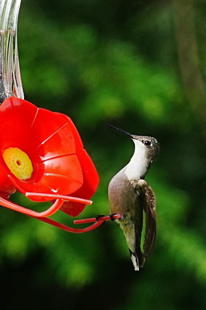 Colibrí Gorjirrubí - ML619886233