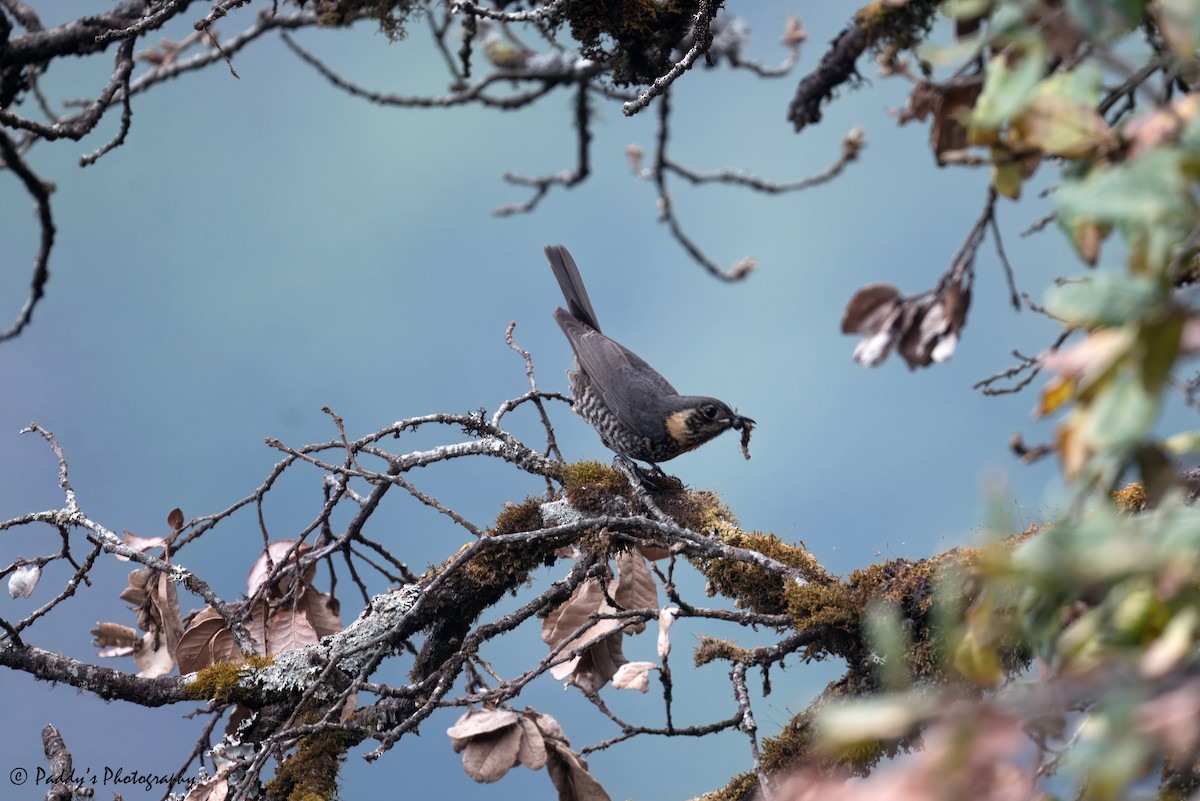 Chestnut-bellied Rock-Thrush - ML619886234