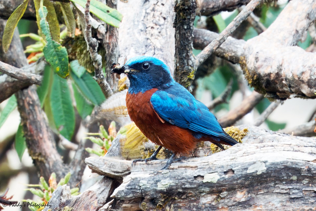 Chestnut-bellied Rock-Thrush - ML619886238