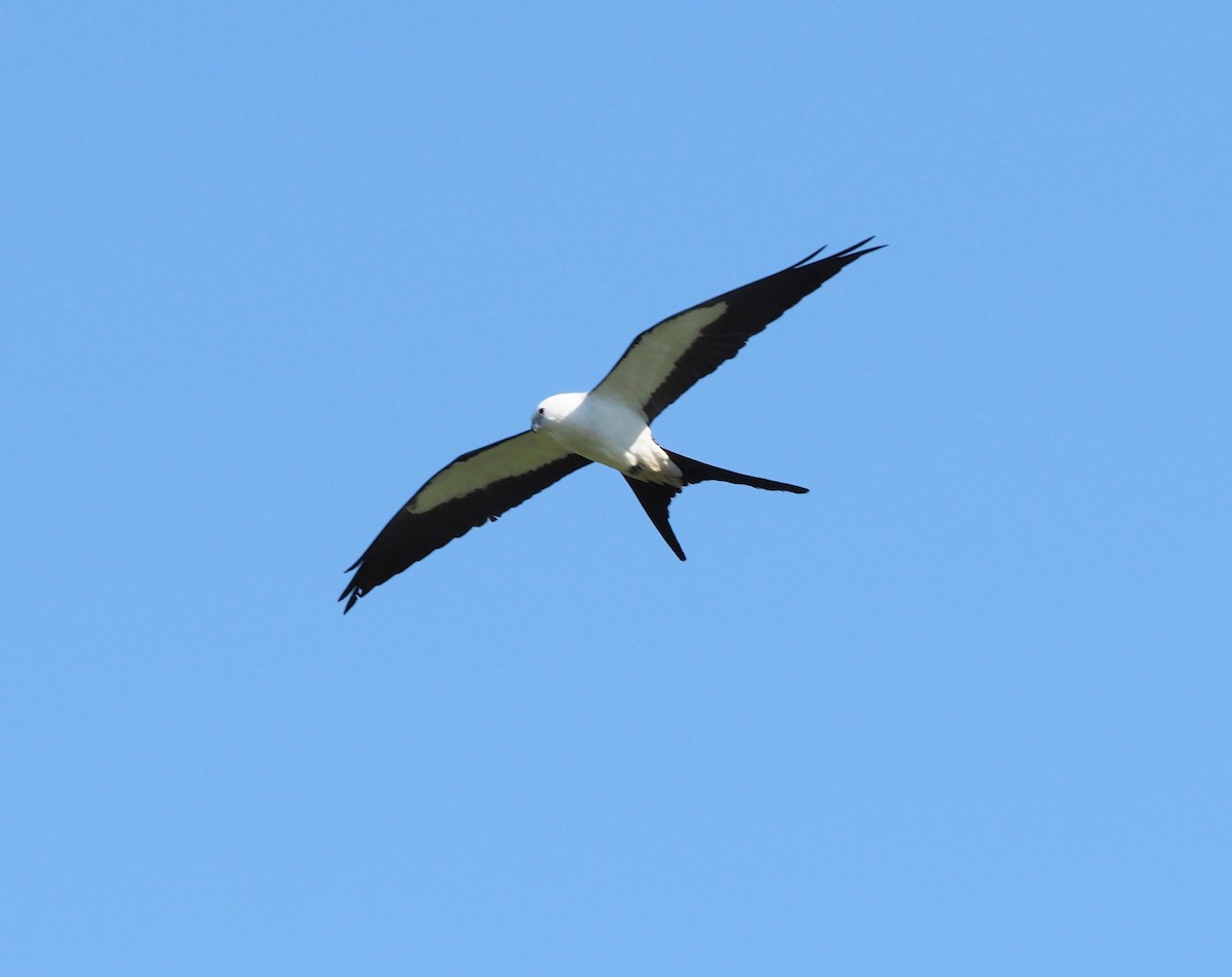 Swallow-tailed Kite - ML619886239