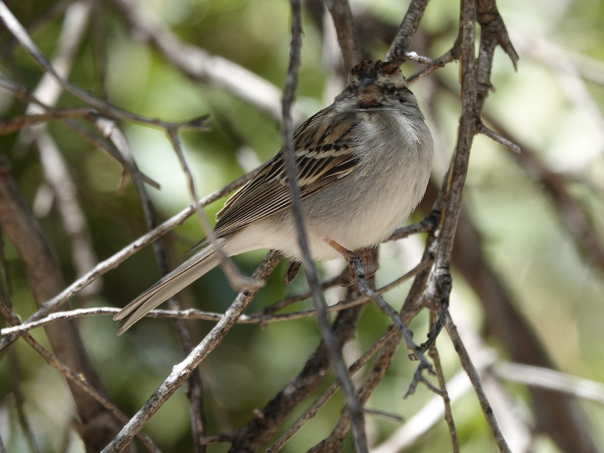 Chipping Sparrow - ML619886245