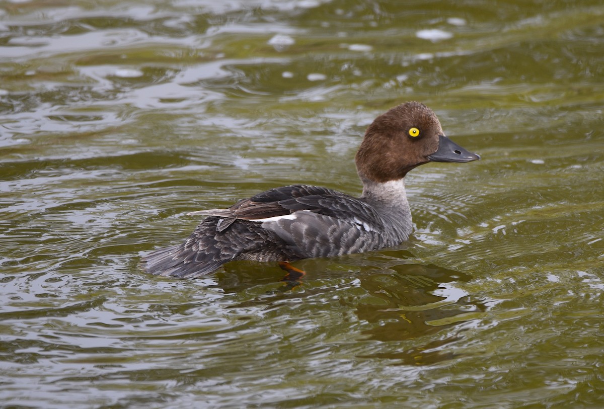 Common Goldeneye - ML619886248