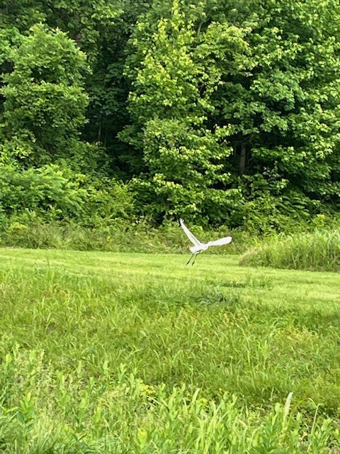 Great Egret - ML619886261