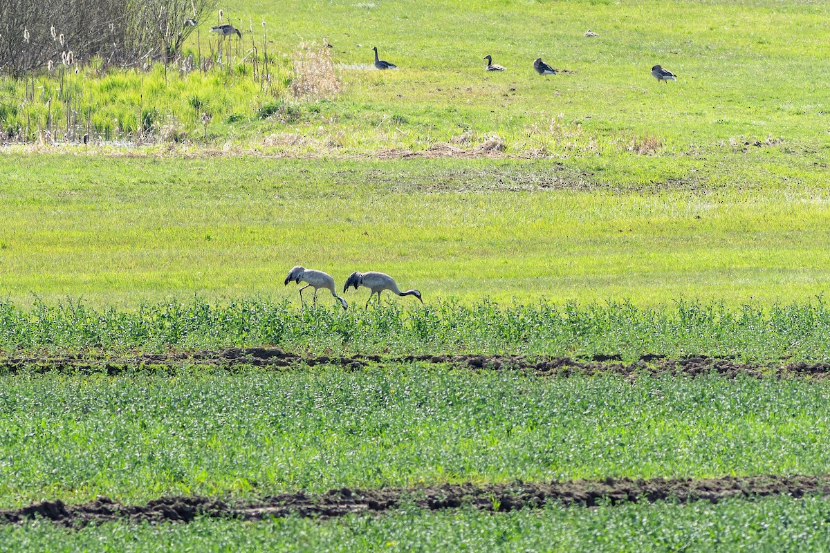 Common Crane - ML619886269