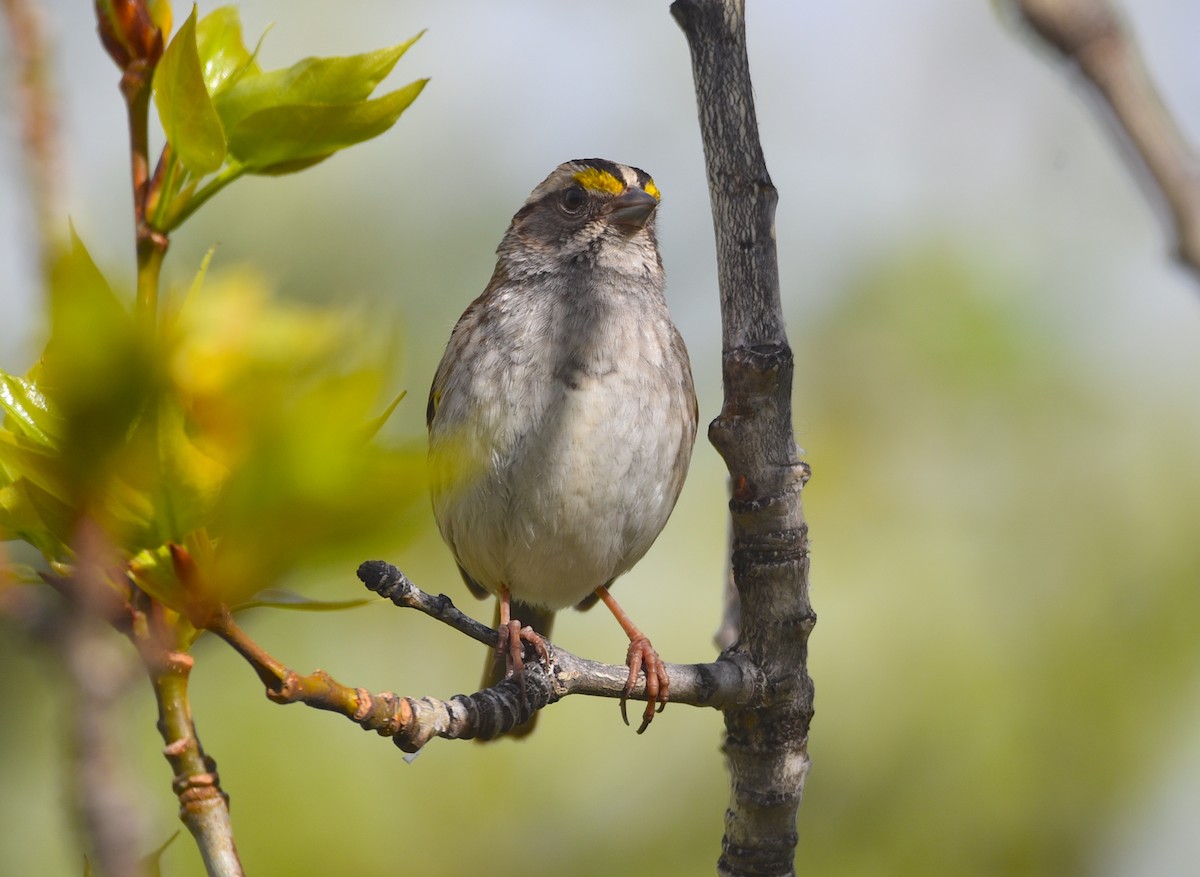 White-throated Sparrow - D & I Fennell