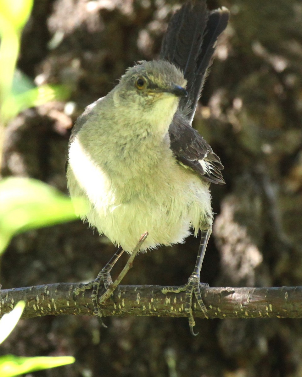 Northern Mockingbird - ML619886287