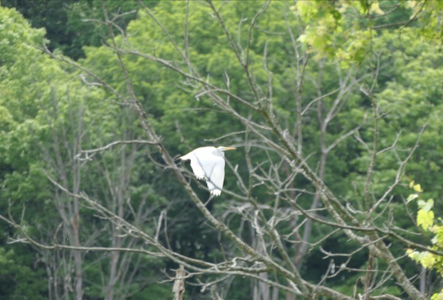 Great Egret - ML619886289