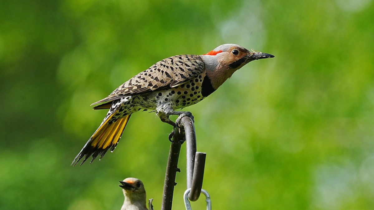 Northern Flicker - ML619886293