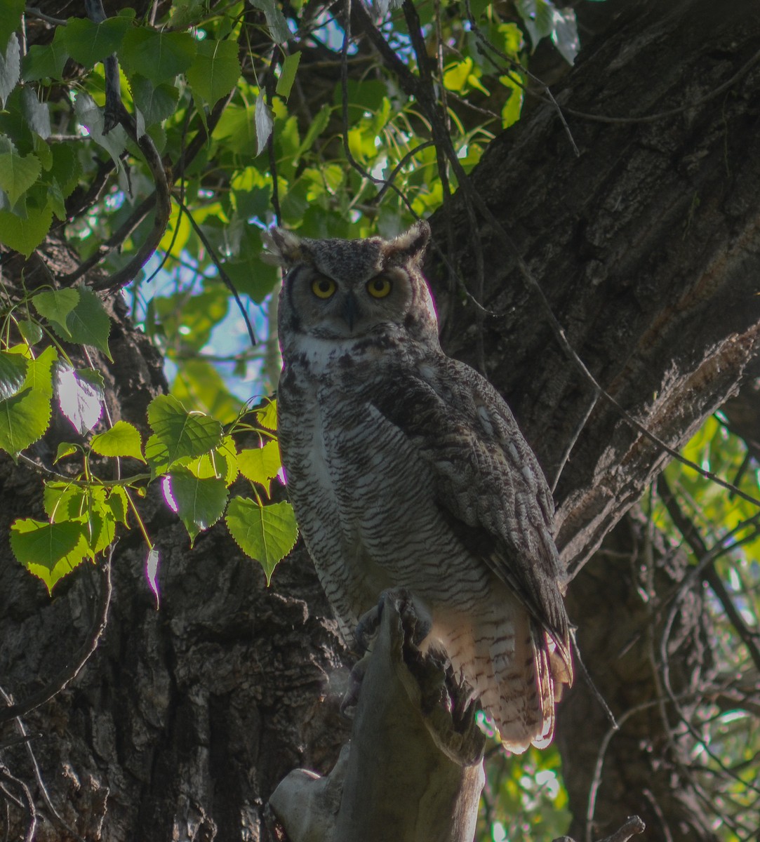 Great Horned Owl - ML619886295