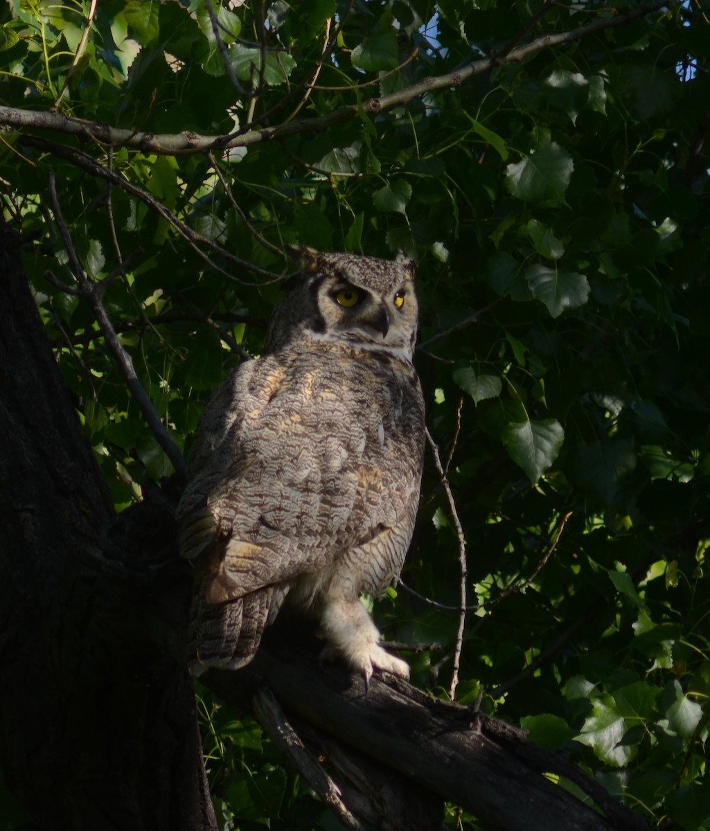 Great Horned Owl - ML619886296