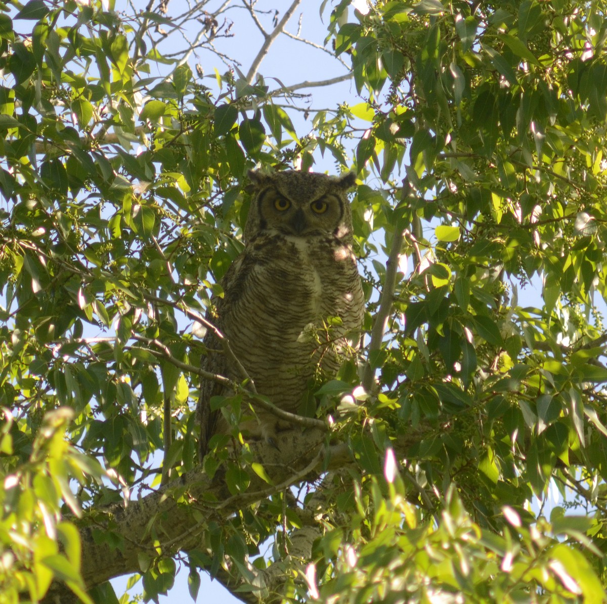 Great Horned Owl - ML619886297