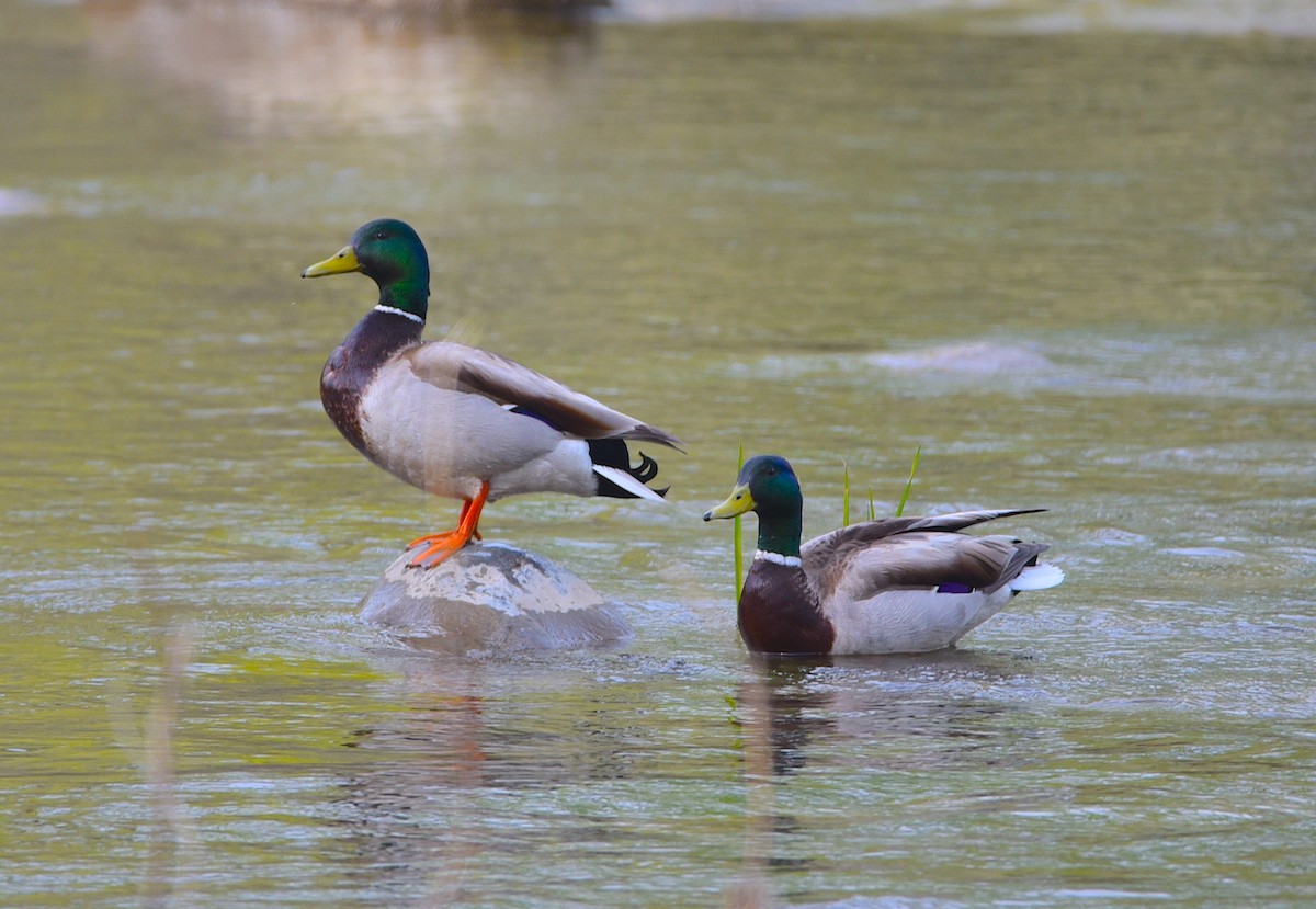 Canard colvert - ML619886308