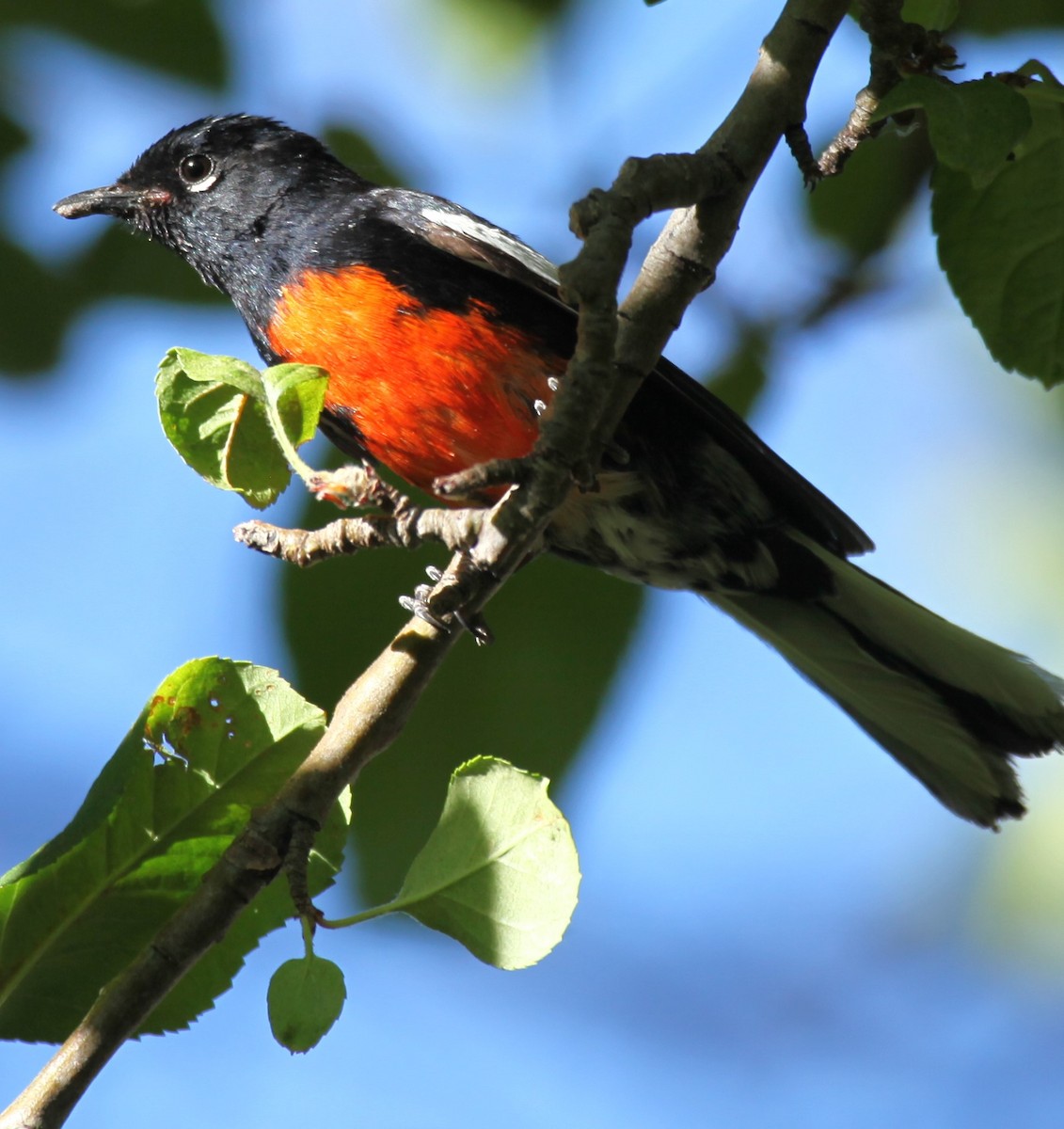 Painted Redstart - ML619886321