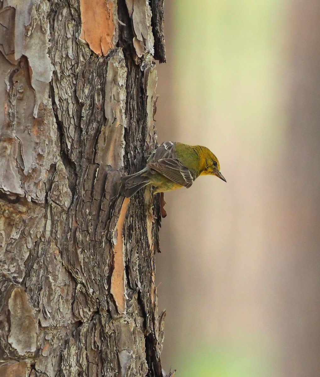 Pine Warbler - ML619886326