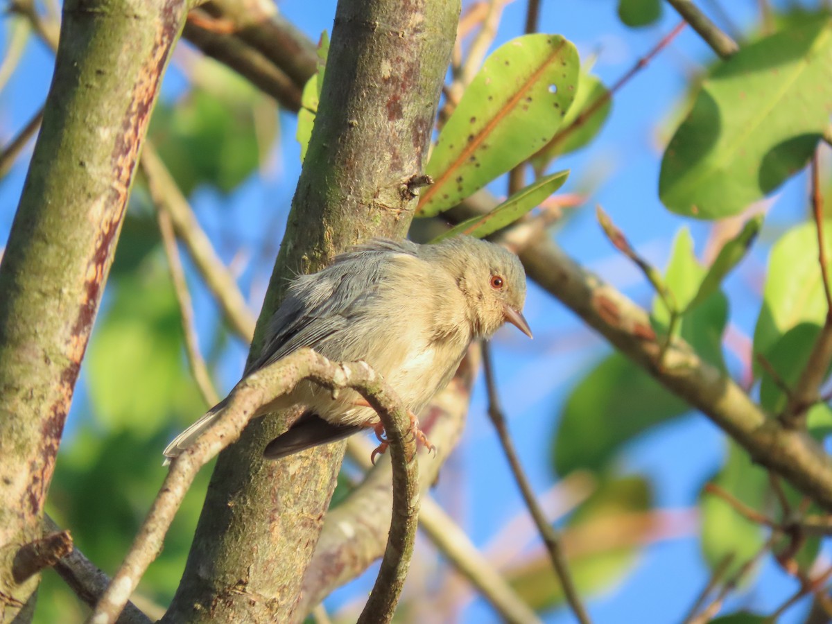 Bicolored Conebill - ML619886327