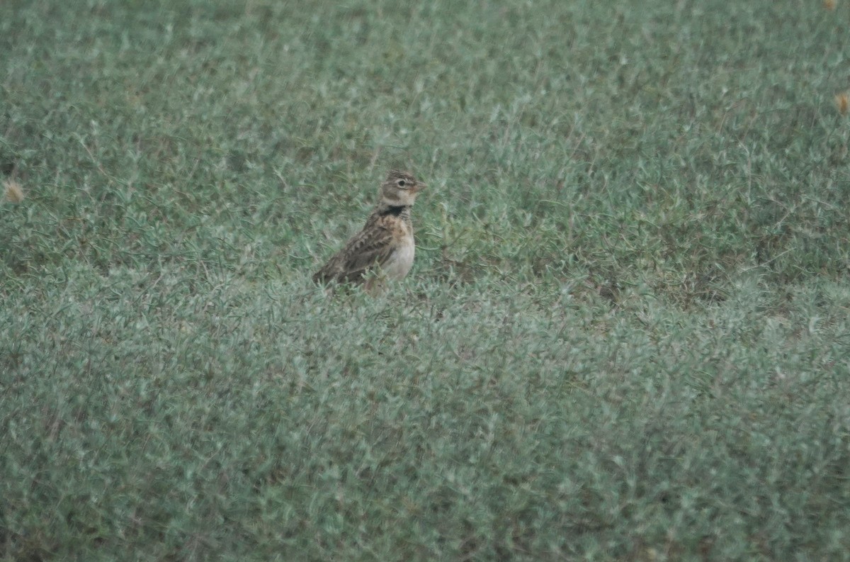 Calandra Lark - ML619886333