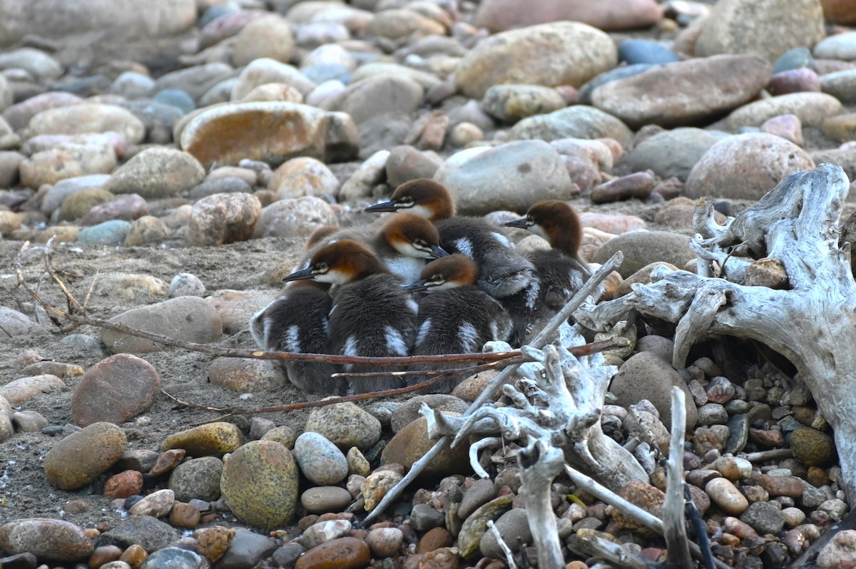 Common Merganser - ML619886334