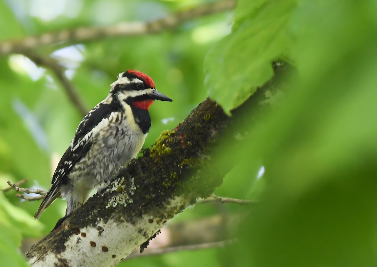 Yellow-bellied Sapsucker - ML619886341