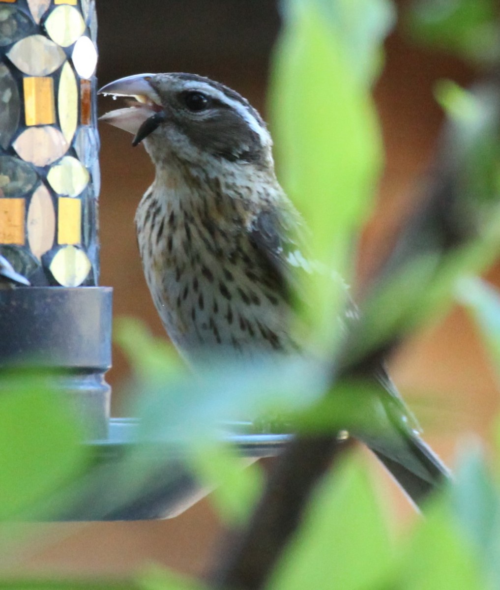 Rose-breasted Grosbeak - ML619886349